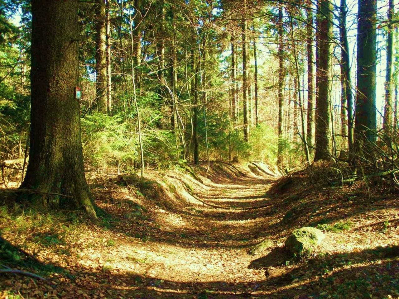 Ferienwohnungen Waldblick Waldmunchen Bagian luar foto